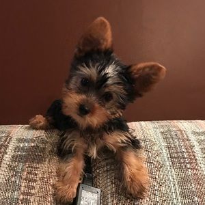 Meet your Posher, Georgia